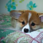 Reddybook Review: How the Innovative Platform Elevates Learning and Collaboration with Laser247 Integration