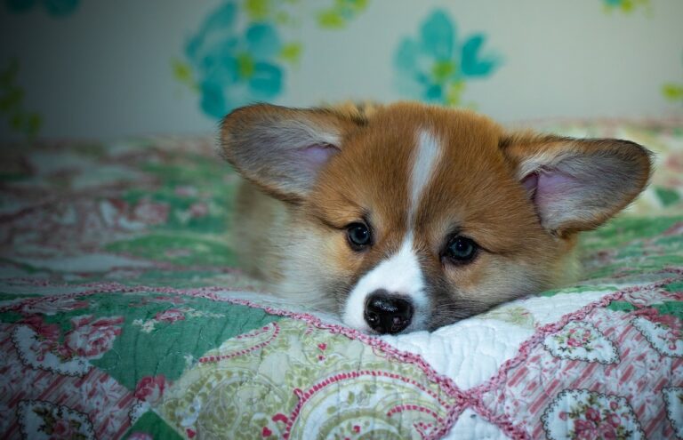 Reddybook Review: How the Innovative Platform Elevates Learning and Collaboration with Laser247 Integration